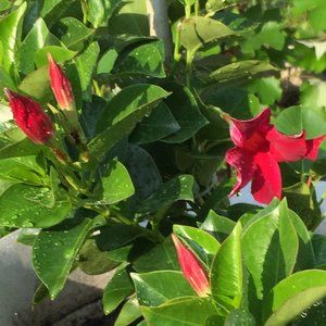 Meet your Posher, VintageAntiqueandMore